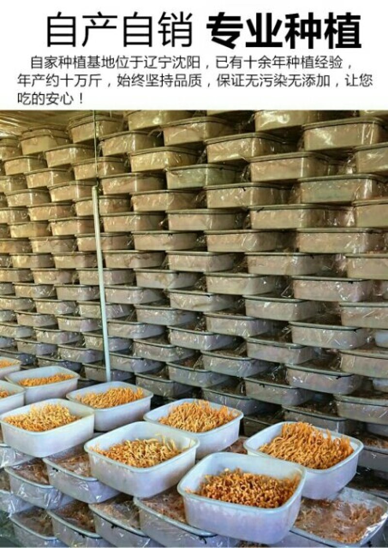 【无硫散箱子】【李大人村】产地批发东北土特产，虫草