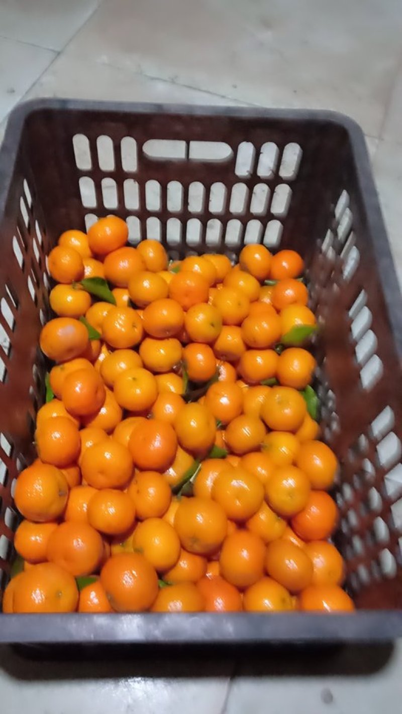 沙糖桔