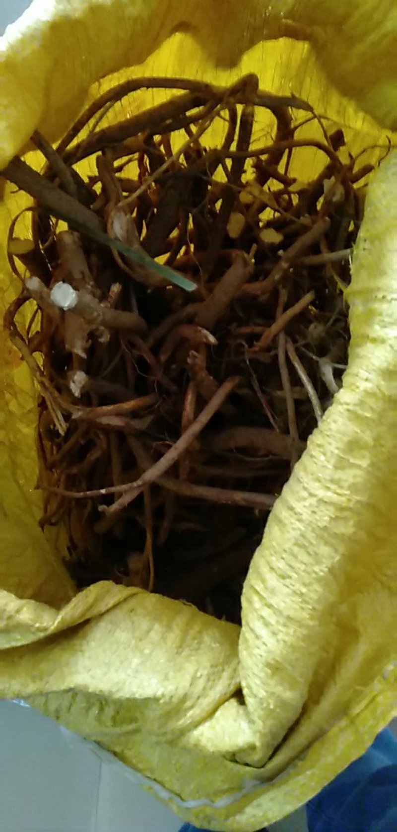 中药根茎类五指毛桃