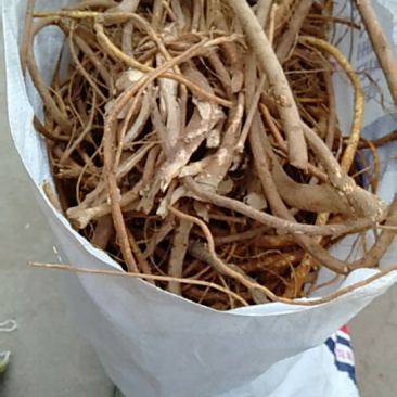中药根茎类五指毛桃