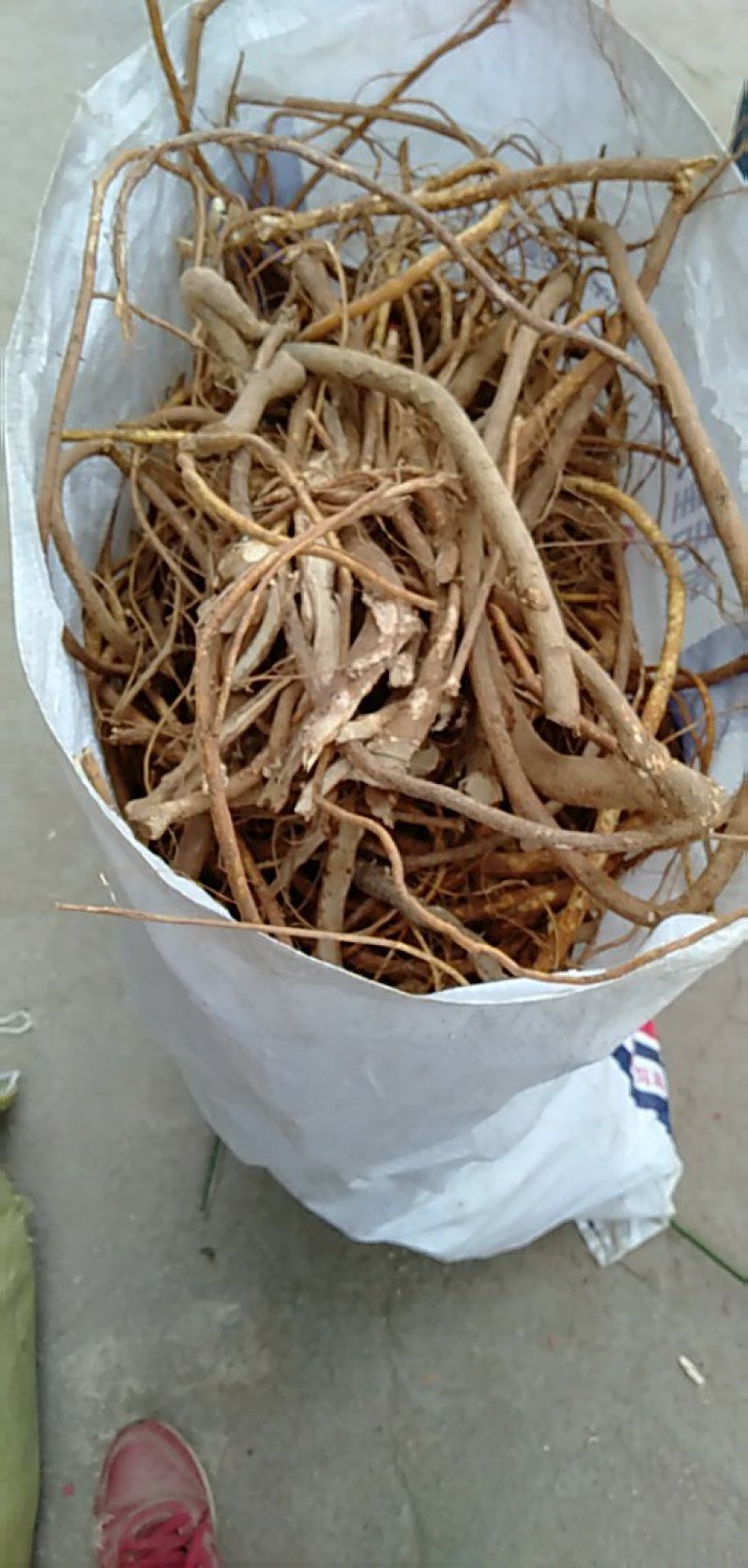 中药根茎类五指毛桃