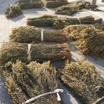一枝黄花，浙江半野生货