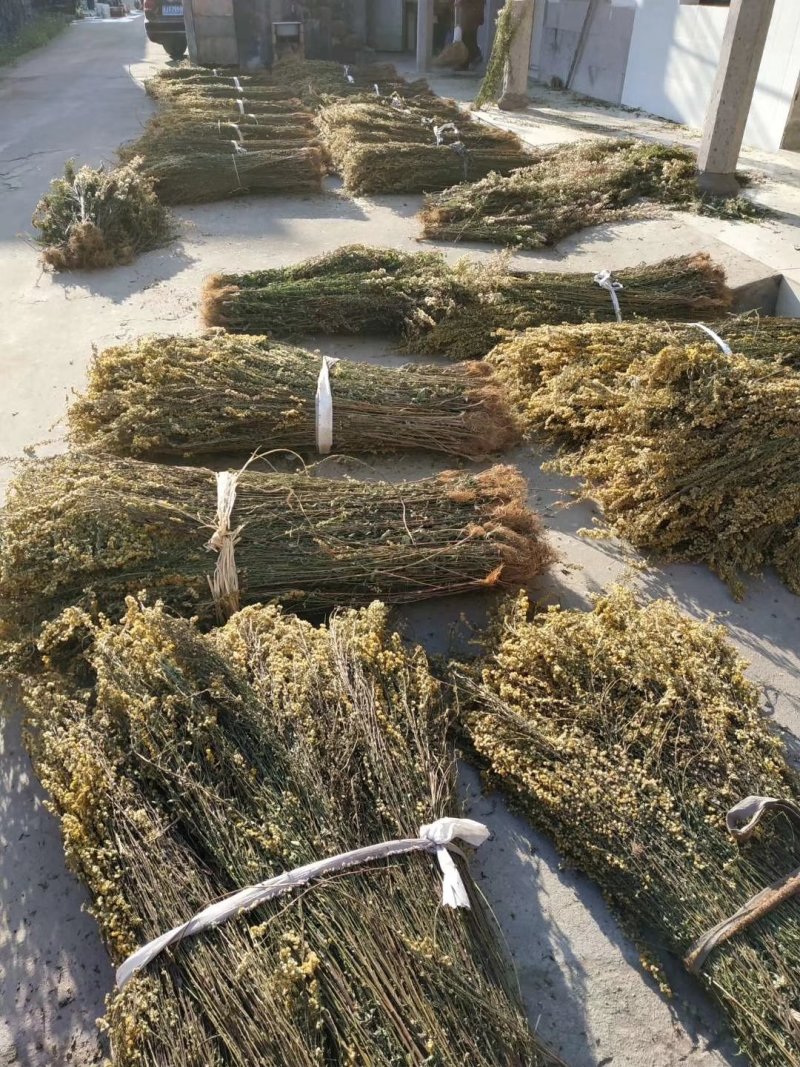 一枝黄花，浙江半野生货