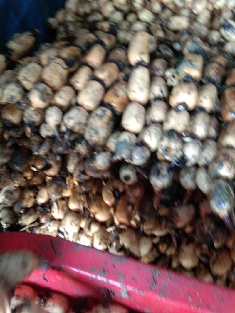 优质莲藕，藕白条形好品质好质量好货源充足诚信经营