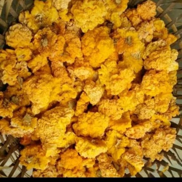 食用菌鲜货