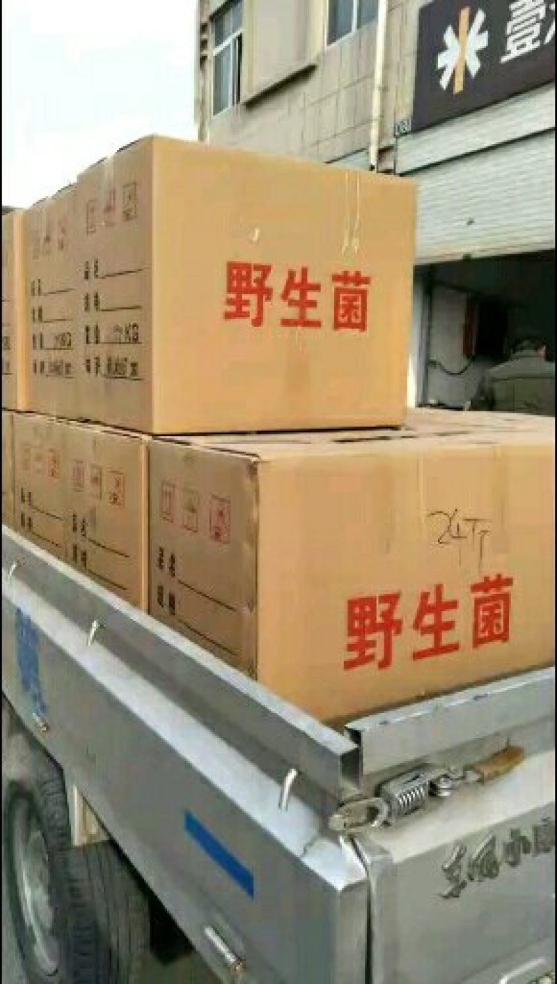 鲜平菇，干平菇，平菇条都有