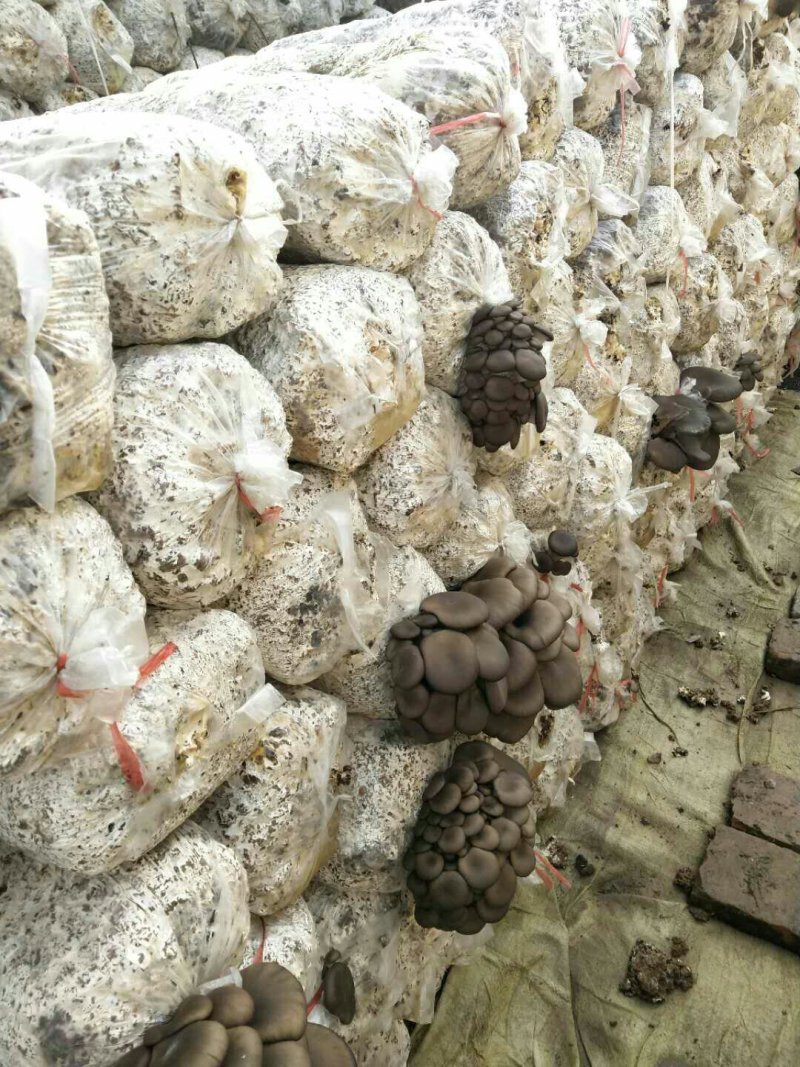 鲜平菇，干平菇，平菇条都有