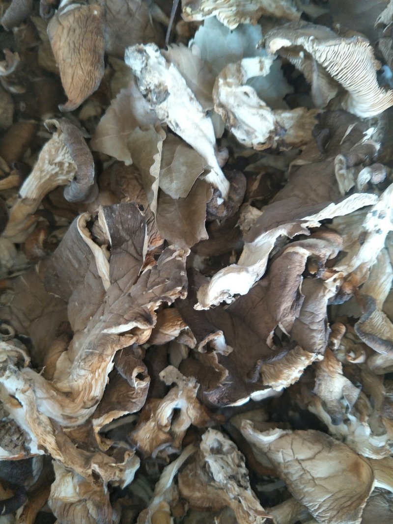 鲜平菇，干平菇，平菇条都有