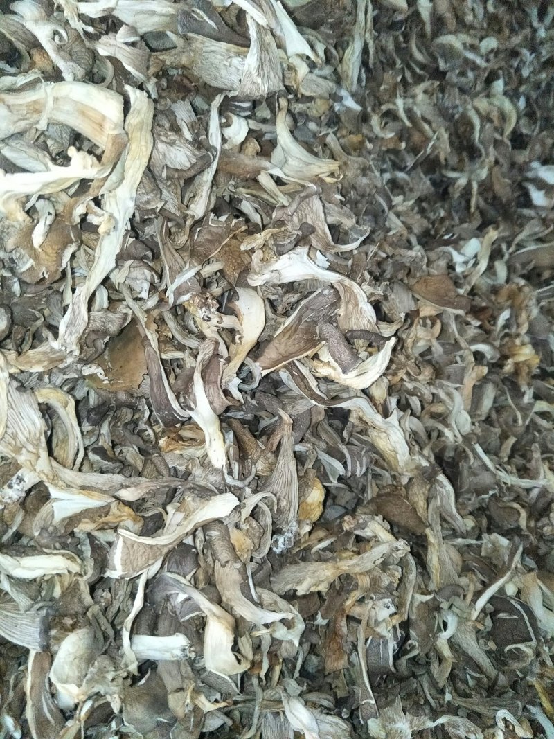 鲜平菇，干平菇，平菇条都有