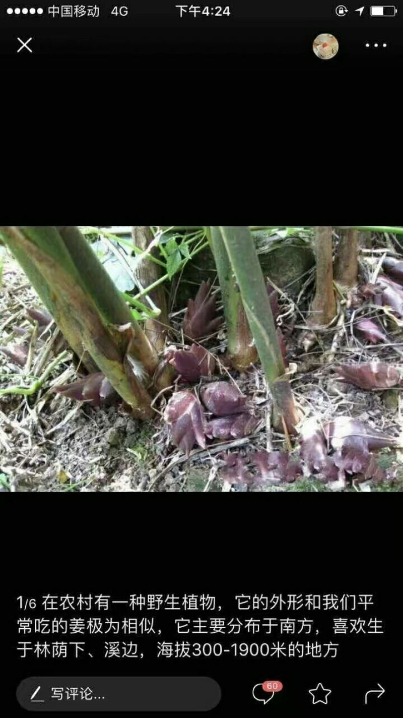 洋荷种苗