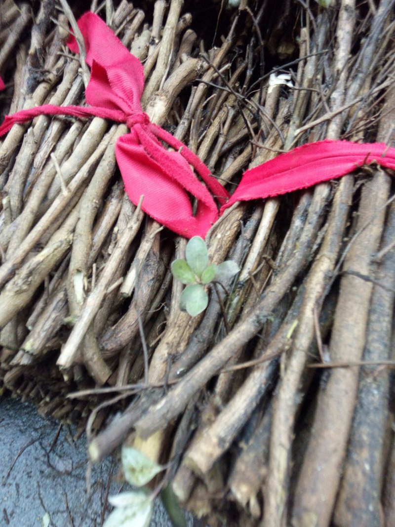 江西单叶蔓荆子一年苗，两年苗，枝条苗，基地直供
