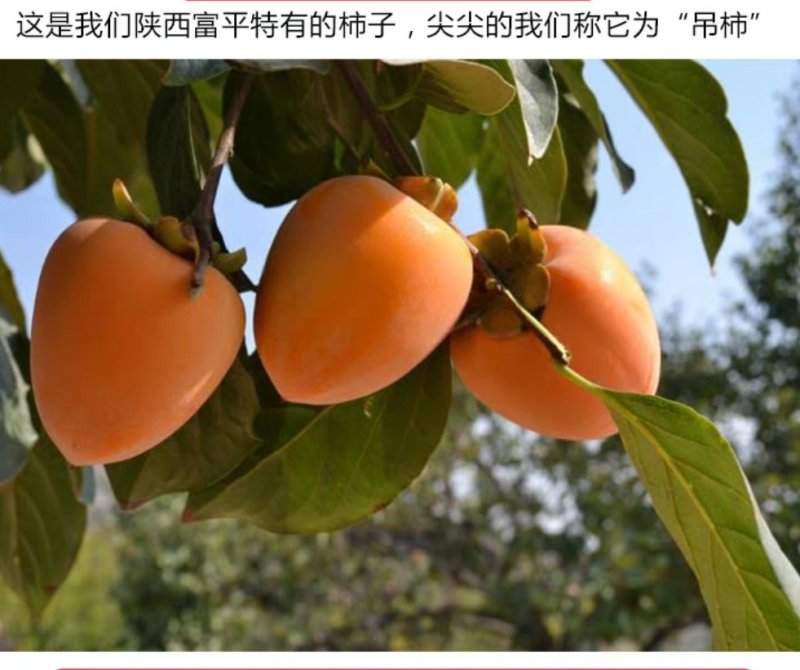 柿饼自己家的柿饼