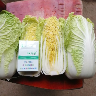 基地娃娃菜大量上市毛菜50颗一袋7两以上质量好可视频看货