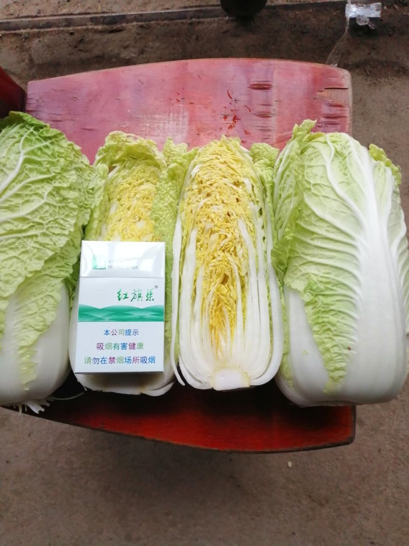 基地娃娃菜大量上市毛菜50颗一袋7两以上质量好可视频看货