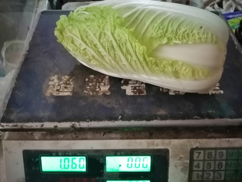 基地娃娃菜大量上市毛菜50颗一袋7两以上质量好可视频看货