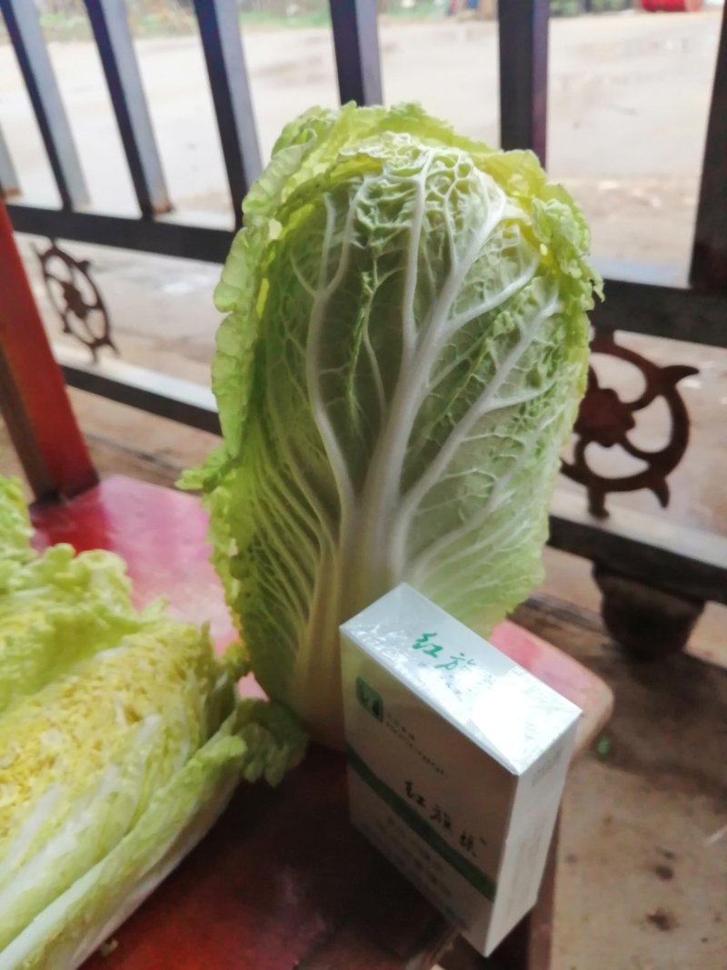 基地娃娃菜大量上市毛菜50颗一袋7两以上质量好可视频看货