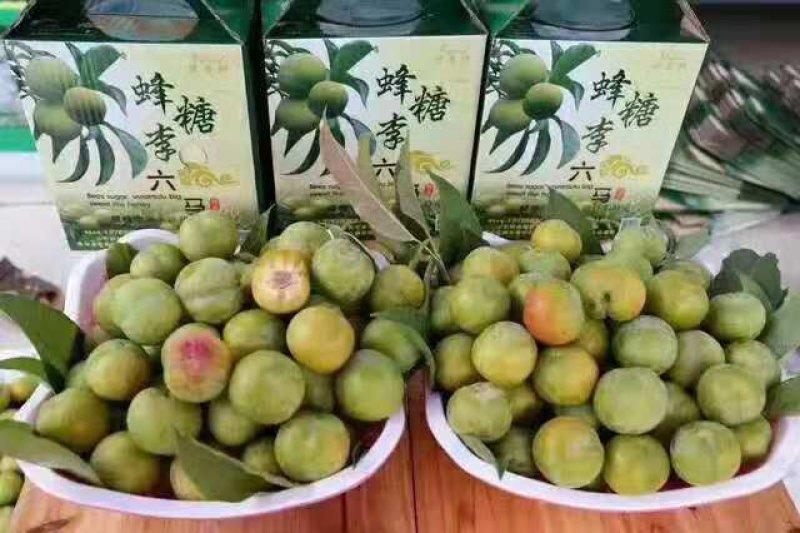 蜂糖李苗五月脆，半边红赖李，免费技术指导