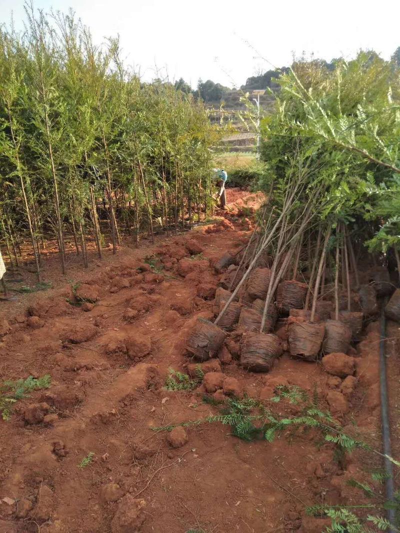 红豆杉苗，曼地亚红豆杉苗，红豆杉杯苗，地径2到3公分以上