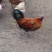 红公鸡