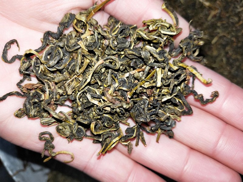 中药材赶黄草茶扯根菜