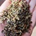 中药材赶黄草茶扯根菜