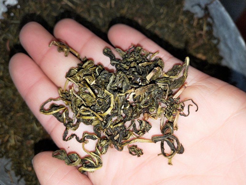 中药材赶黄草茶扯根菜