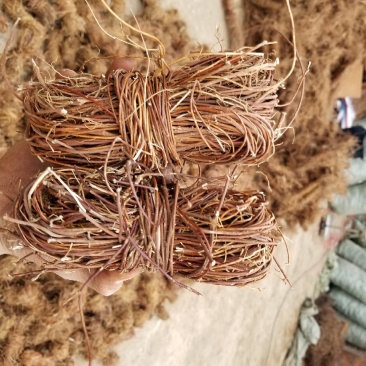 鸡骨草小扎鸡骨草，小扎鸡骨草足干