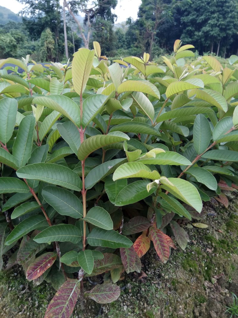 西瓜番石榴苗30~50cm