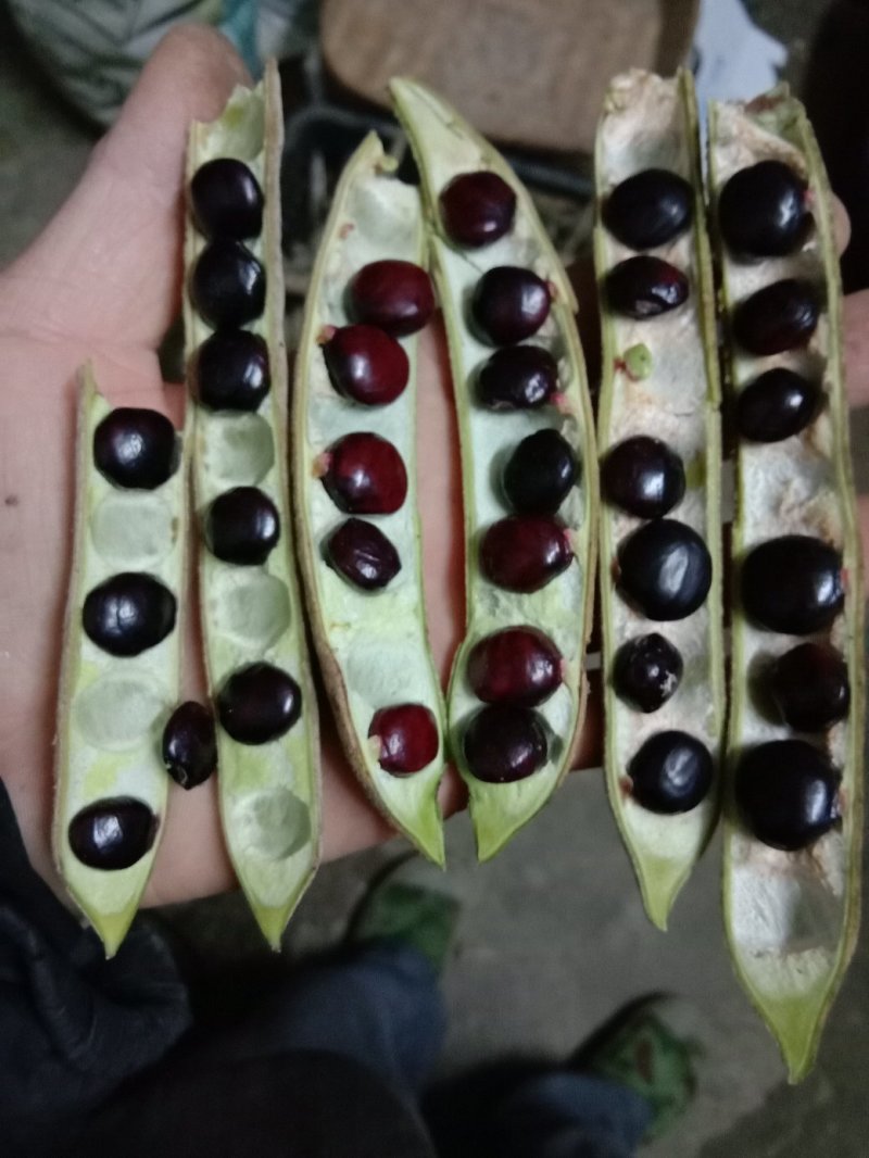 牛大力种子