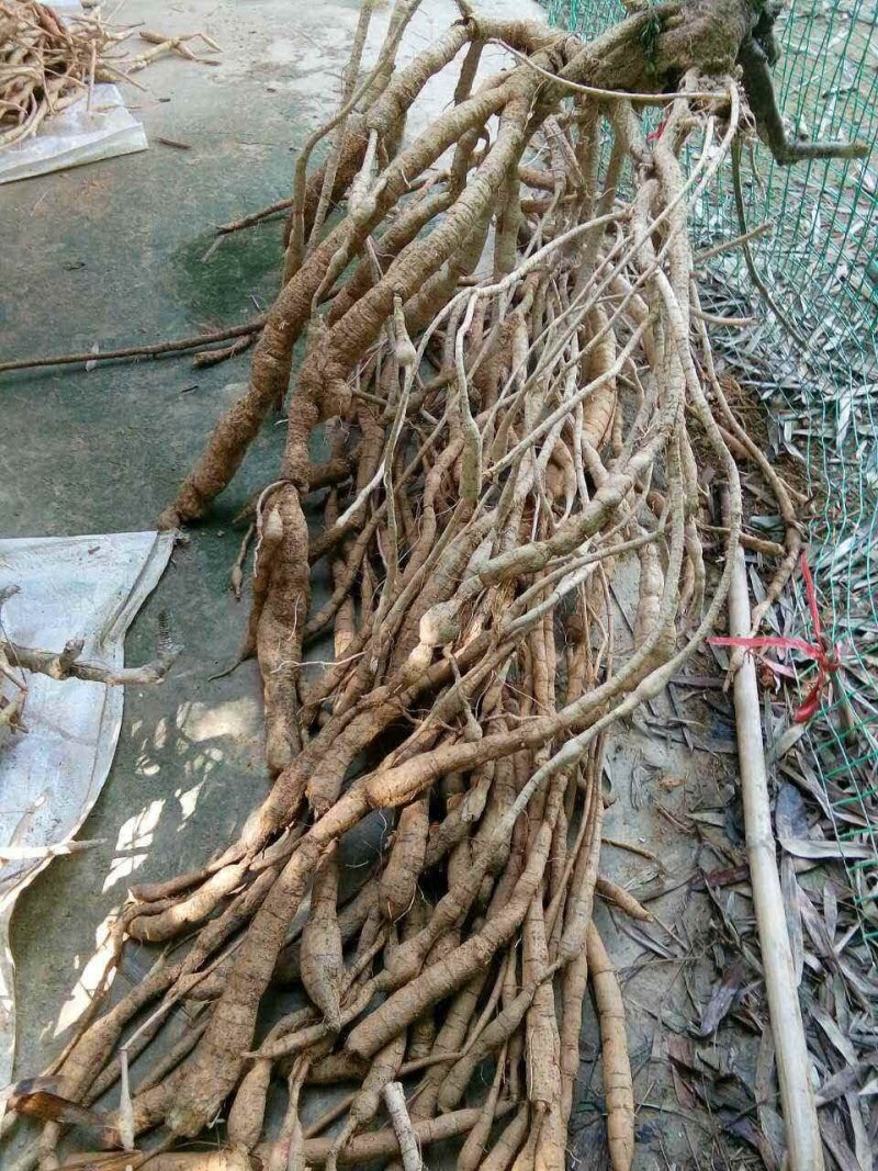 牛大力种子
