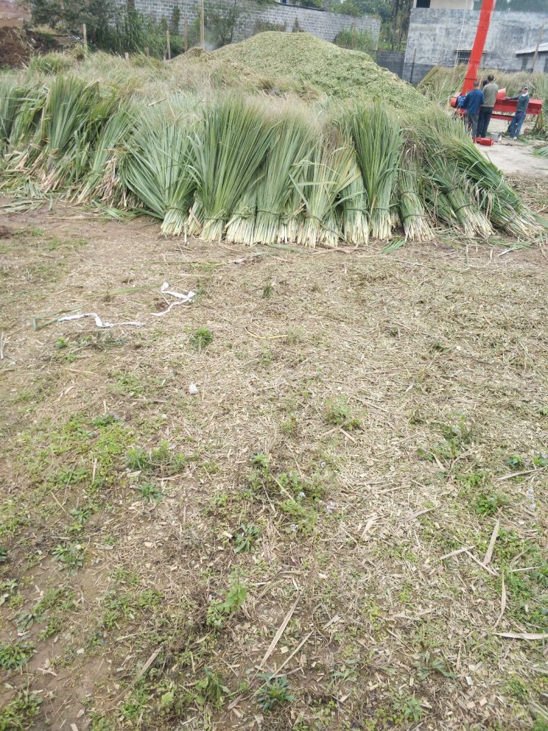 大量牛羊青贮草料，青玉米秸秆，全株玉米，甘蔗尾叶出售
