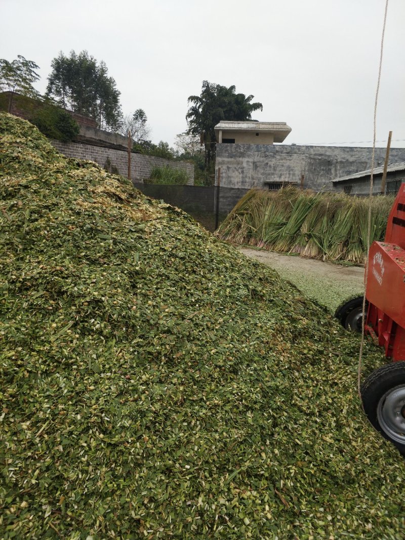 大量牛羊青贮草料，青玉米秸秆，全株玉米，甘蔗尾叶出售