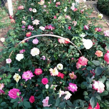 月季花苗老桩老根四季盆栽室内开花不断大花浓香室外特大