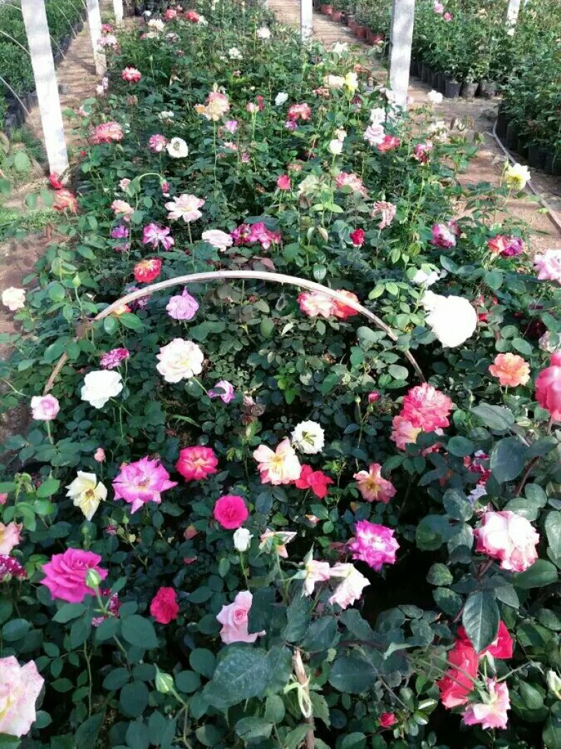 月季花苗老桩老根四季盆栽室内开花不断大花浓香室外特大