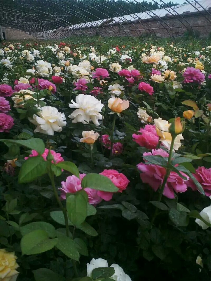 月季花苗老桩老根四季盆栽室内开花不断大花浓香室外特大
