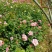 月季花苗老桩老根四季盆栽室内开花不断大花浓香室外特大