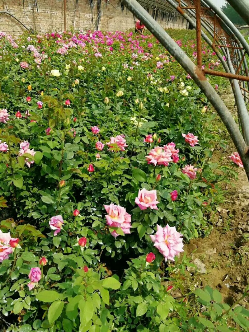 月季花苗老桩老根四季盆栽室内开花不断大花浓香室外特大