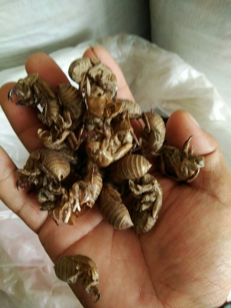 蝉蜕，知了皮，爬蚱皮