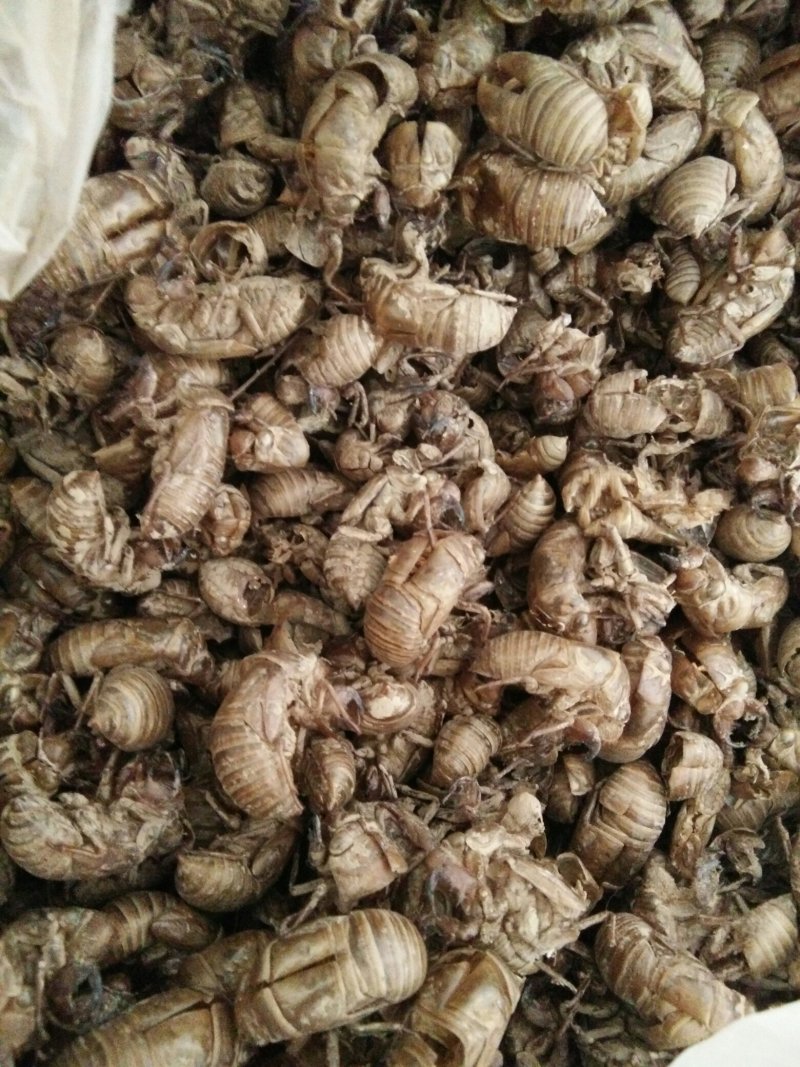 蝉蜕，知了皮，爬蚱皮
