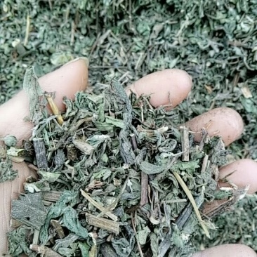 旱莲草