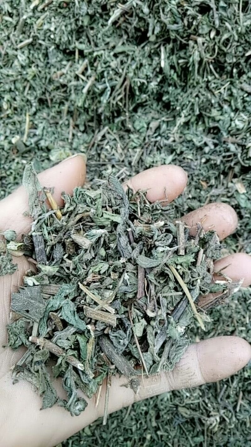 旱莲草