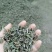 旱莲草