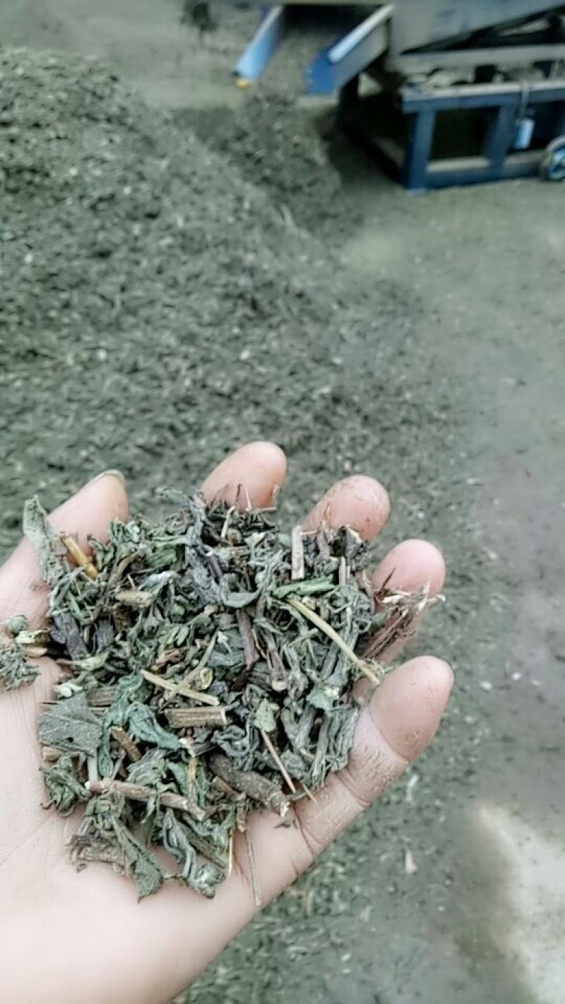 旱莲草