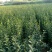 枳壳苗子，自己苗圃的，有货2佰万棵，0.3以上的，