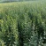 枳壳苗子，自己苗圃的，有货2佰万棵，0.3以上的，
