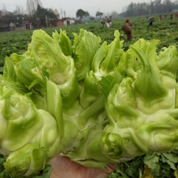 基地上的好儿菜大量有货需要的可以联系，品质保证质量**，