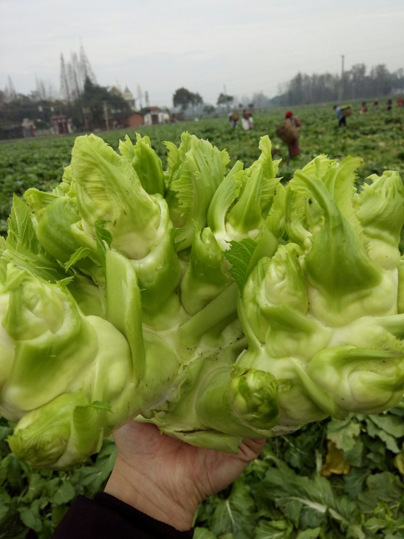 基地上的好儿菜大量有货需要的可以联系，品质保证质量**，
