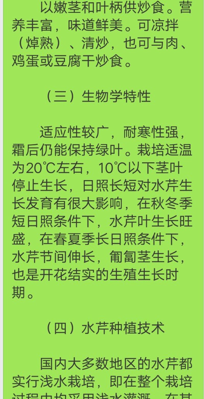 芹菜苗大别山野生水芹种苗繁殖快