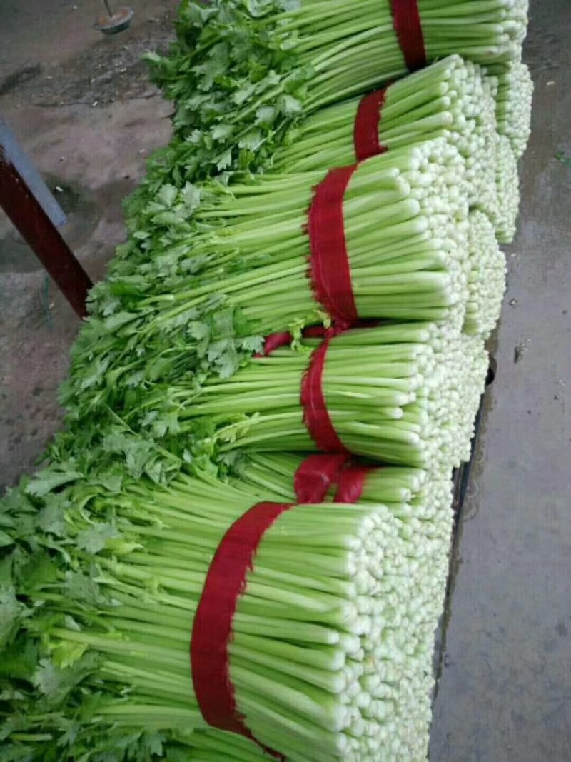 河北邯郸永年芹菜大量上市