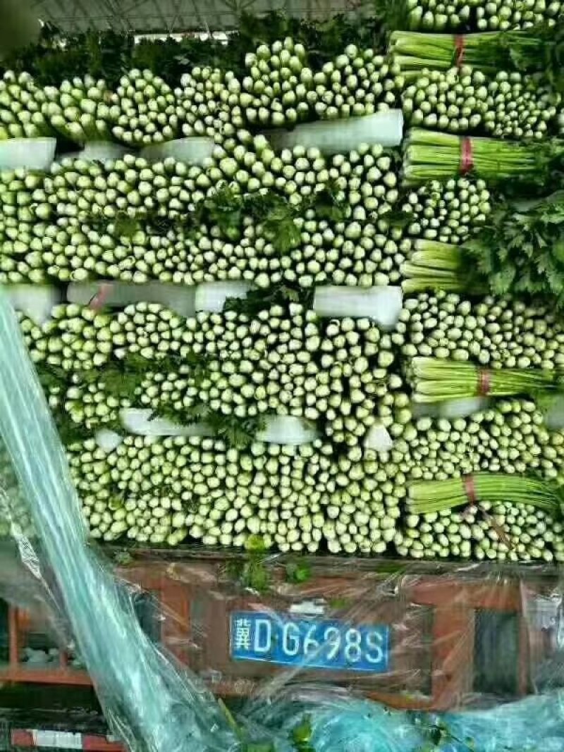 河北邯郸永年芹菜大量上市